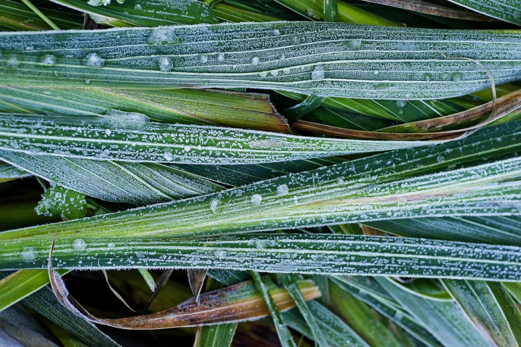 Here's what you need to do in your garden in January 6