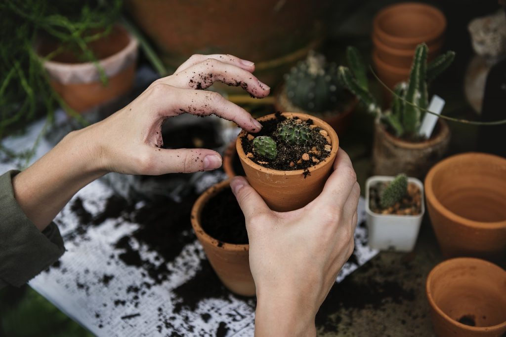 Here's what you need to do in your garden in January 8