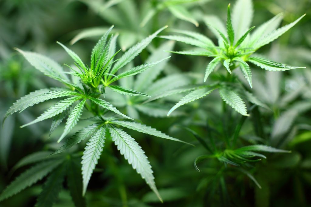 What does 420 mean on dating apps? 3