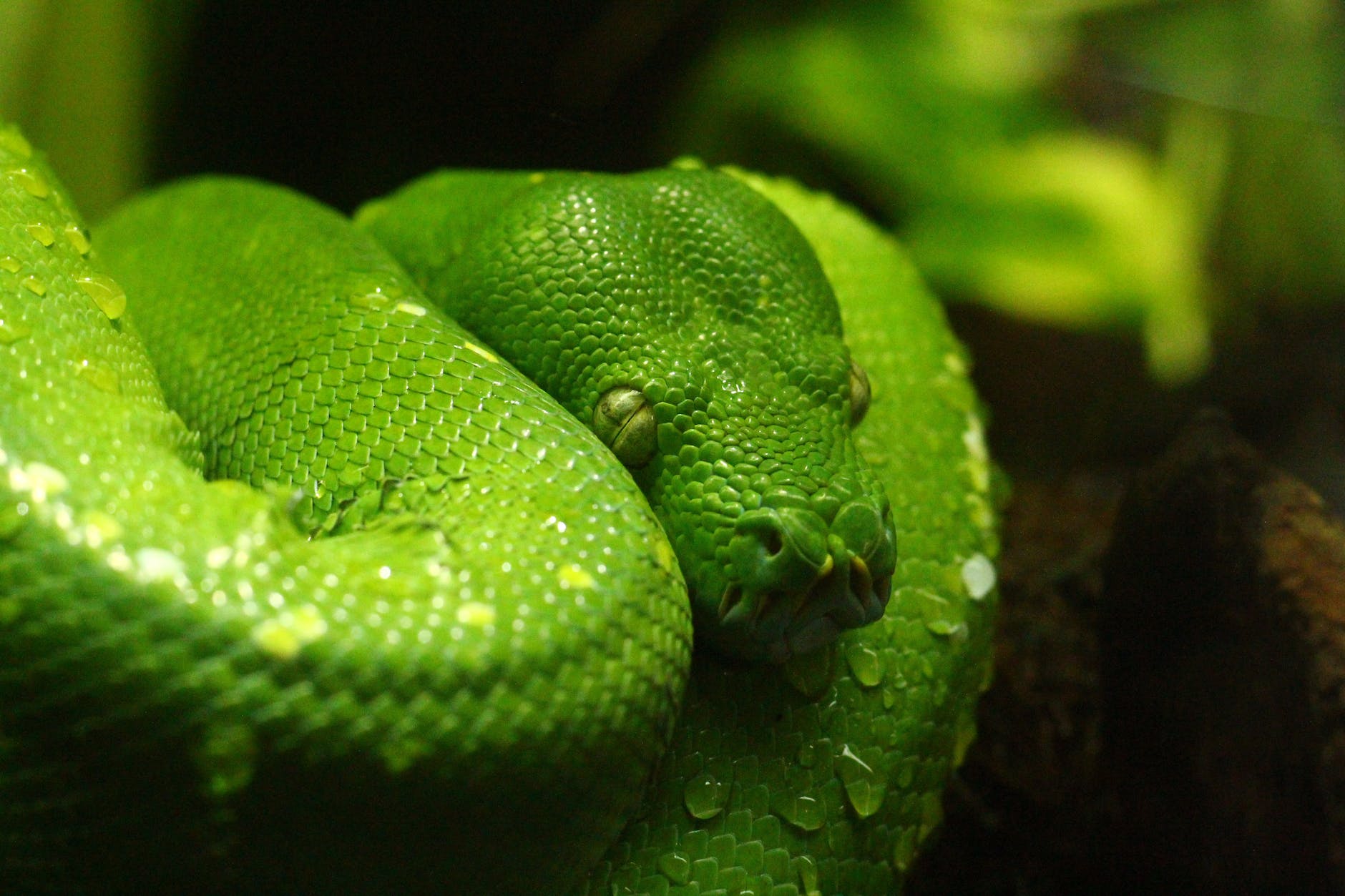 pit viper